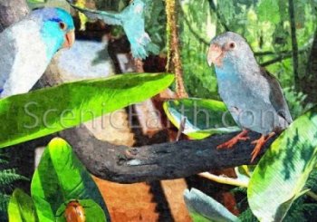 A fine art print of a group of Pacific Blue Parrotlets living among the ruins of an ancient temple.