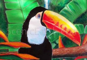 Fine Art Print of a Toucan in its native Jungle Habitat in South America in front of a cascading waterfall