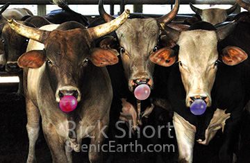 Three Bull Cows Blowing Bubbles from Bubble Gum
