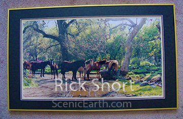 A group of horses gathered together at a watering hole in Three Rivers, California.