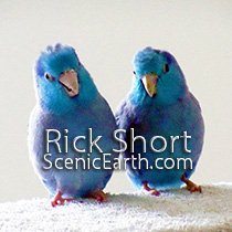 Bird Portrait Photography