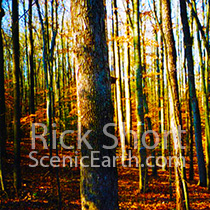 A photograph of trees in the fall with orange and red colors against a blue sky